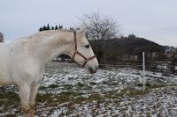 Beisteller sucht Bestplatz Württemberger Schimmel 1,80 m 21 Jahre Hessen - Spangenberg Vorschau