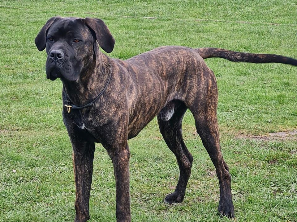 VDH Cane Corso Rüde sucht neue Familie in Süderholz