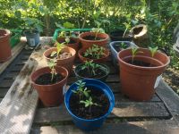 Biete Tomaten- & Paprikapflanzen Dithmarschen - Heide Vorschau