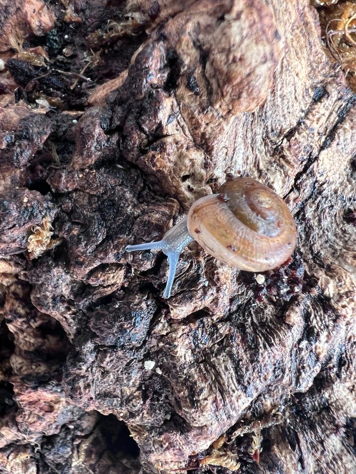 Achatschnecken Pleurodonte Veronicella Laevicaulis Rumina Leptina in Chemnitz