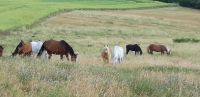 Sommerweide Winterkoppel Koppel Weide Bayern - Würzburg Vorschau