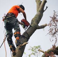 Firma Hölzel Leipzig - Baum Abtragen, Baum Rodung Leipzig - Neustadt-Neuschönefeld Vorschau