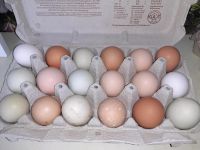 Frische Eier, keine Bruteier! Niedersachsen - Rinteln Vorschau