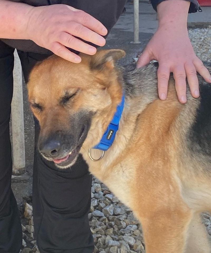 BETSY ca. 2 J. freundl. Schäferhündin, liebe Familienhund in Gelnhausen