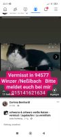 Vermisst wird unser Kater Maxim!!! Bayern - Winzer Vorschau