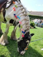 Kinder Ponytour zu Felicitas - Ausritte geführt Kinder Ponyreiten Sachsen - Weißwasser Vorschau