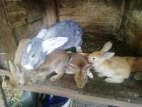 Kaninchen, Hasen, Stallhasen Jungtiere ca. 3,5 kg Endgewicht Sachsen - Wermsdorf Vorschau