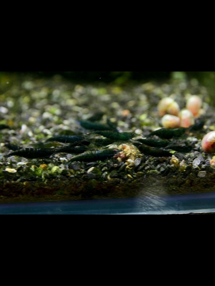 High Dark Green Jade Garnelen Neocaridina Mega Farbe in Magdeburg