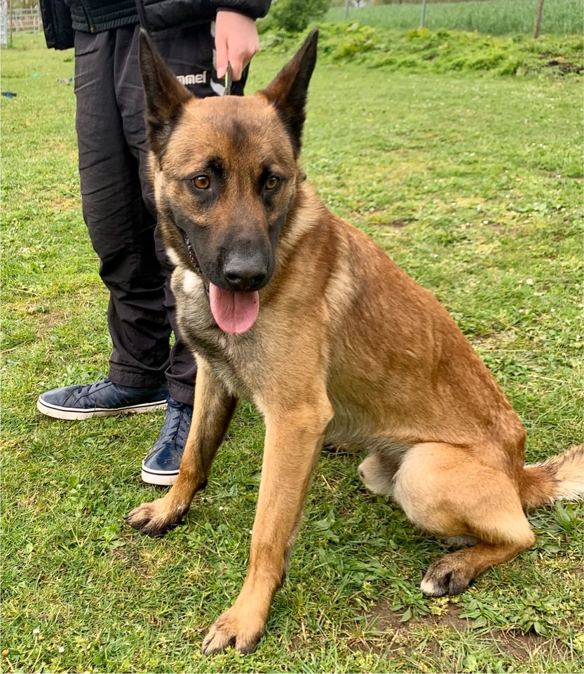 Malinois Aslan- Antrainiert und nun? in Landesbergen