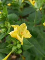 Wunderblume (Mirabilis Jalapa) Hessen - Hofgeismar Vorschau