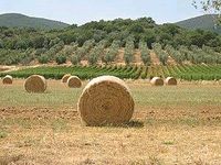 Suche Wald Wiese Acker Garten Obstfeld Weinberg ^3000qm Selztal Rheinland-Pfalz - Ingelheim am Rhein Vorschau