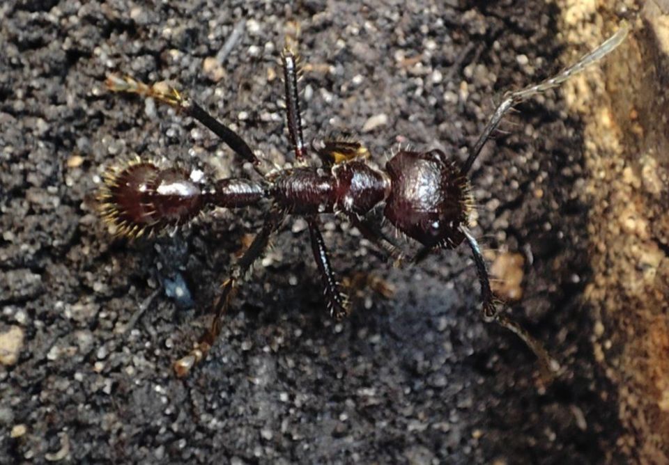 Paraponera clavata, 50-70 Tiere, 24-Stunden-Ameise, Bullet Ant in Langenfeld