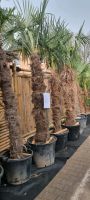 Trachycarpus fortunei Hanfpalmen Brandenburg - Bernau Vorschau