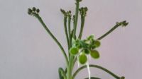 Brutblatt Kalanchoe tubiflora delagoensis Ableger Sukkulente Niedersachsen - Göttingen Vorschau