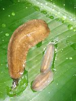 Tropische Nacktschnecke Veronicella sloanei (keine Achatschnecke) Baden-Württemberg - Tübingen Vorschau