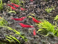 Neocaridina rot, Garnelen München - Thalk.Obersendl.-Forsten-Fürstenr.-Solln Vorschau