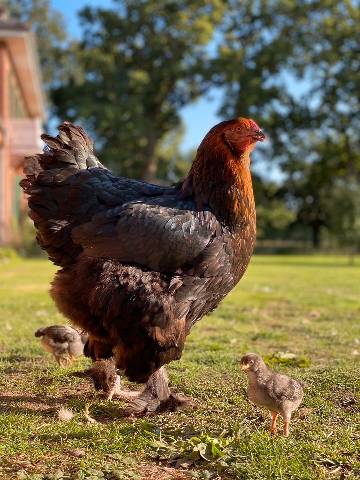 Bruteier Hühner Küken Buntleger Marans Orpington in Lemwerder