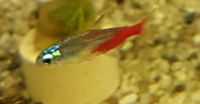 Neon Tetra groß  1,40€ Bayern - Altenkunstadt Vorschau