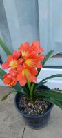 Clivia Amaryllisgewächs Baden-Württemberg - Kuppenheim Vorschau