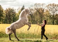 Offenes Training - Lehrgang / Kurs/ Dressur Reiten Horsemanship Ausbildung Pferdeflüstern Schleswig-Holstein - Rümpel Vorschau