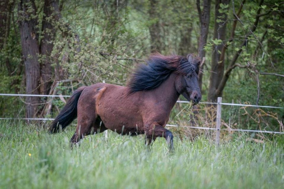 Islandwallach Isländer Islandpferd angeritten  aus 2019 in Küsten