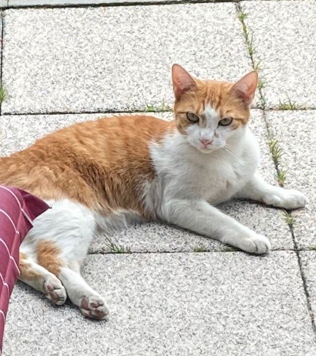 Kater rot weiß vermisst / Katze vermisst entlaufen gesucht in Michendorf