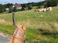 Pflegebeteiligung für zwei Shettys Nordrhein-Westfalen - Vlotho Vorschau