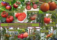 Biete Jungpflanzen aus Bio Anbau an - Fleischtomaten Tomaten Hessen - Borken Vorschau