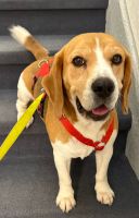 Freundliches  Beagle-Mädel sucht liebevolles und aktives Zuhause Nordrhein-Westfalen - Gladbeck Vorschau