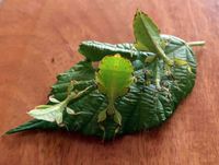 Phyllium philippinicum Rostock - Gehlsdorf Vorschau