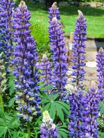 Jungpflanzen von blaublühender Lupine, Gartenpflanze Sachsen - Chemnitz Vorschau