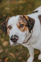 Intelligenter Hund Bobby sucht Garten oder Hof zum Wohlfühlen Brandenburg - Fehrbellin Vorschau