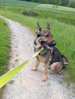 Deutscher Schäferhund DDR Zucht Hessen - Eschwege Vorschau