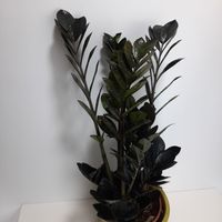 Zamioculcas raven Bayern - Kirchseeon Vorschau