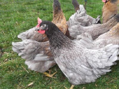 Hühner:Königsberger-Rhodeländer-Italiener-Goldsperber-Sussex dark in Auetal