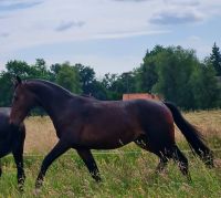 Alt-Oldenburger, Schweres Warmblut, Hengst Niedersachsen - Moormerland Vorschau