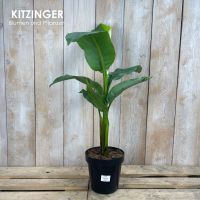 Bananen Pflanze/Japanische Faser-Banane/Musa basjoo/Pflanze Hessen - Rodenbach Vorschau