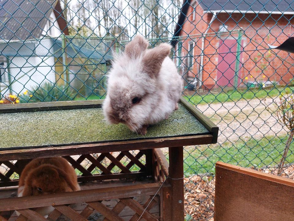 Kaninchen ‼️ Kastriert ‼️ in Birkenau