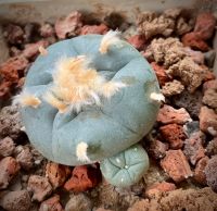 Lophophora williamsii (Preis pro Stück) + Samen zur Zucht Thüringen - Hainspitz Vorschau