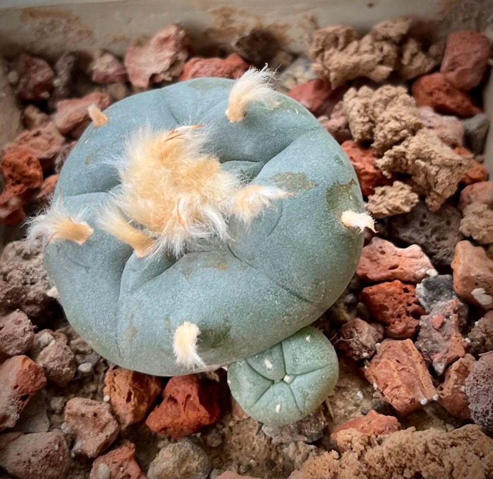 Lophophora williamsii (Preis pro Stück) + Samen zur Zucht in Hainspitz