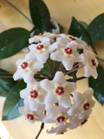 Hoya Carnosa Porzellanblume Wachsblume Jungpflanze oder Steckling Baden-Württemberg - Böblingen Vorschau