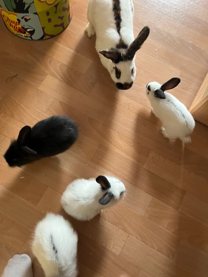 Kaninchen suchen neues zu Hause in Leipzig
