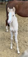 Reitpferd WB Fohlen - EM ca 160/163 - Stute - Palomino Nordrhein-Westfalen - Zülpich Vorschau