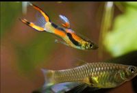 Endler guppy Sachsen - Weißenberg Vorschau