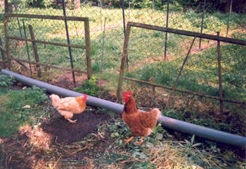 garten und Tiere und Hühnerhaltung bei Interesse Pacht in Lützen Dehlitz