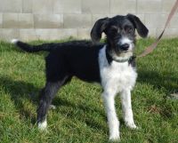 NALA, Terrier/Schnauzer Mix SGB 625,00 € Sachsen - Röhrsdorf Vorschau