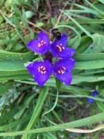 Dreimasterblume Niedersachsen - Peine Vorschau