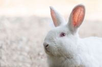 Suchen Hasen oder Kaninchen (stressfreies) Photo-Videoshooting Nordrhein-Westfalen - Würselen Vorschau