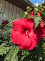 Staudenhibiskus rot Hibiskus Sachsen-Anhalt - Bernburg (Saale) Vorschau