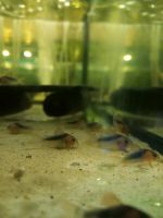 Angebot Corydoras rabauti 10 Tiere nur 45euro Niedersachsen - Isernhagen Vorschau